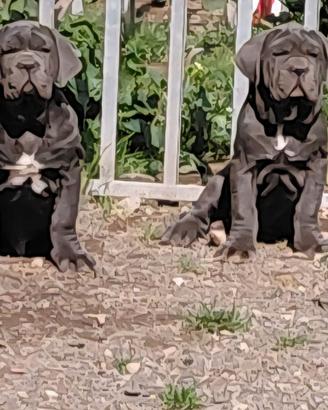 Mastino napoletano