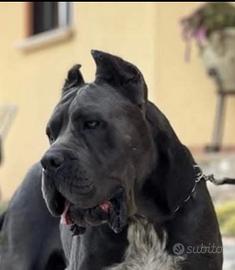 Cane corso