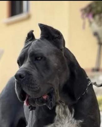 Cane corso