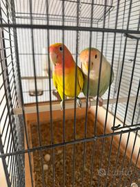 Uccelli inseparabili