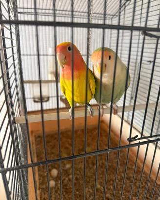 Uccelli inseparabili