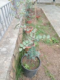 piante di Carrubo