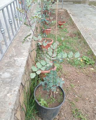piante di Carrubo