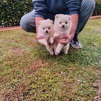 Spitz tedesco nano