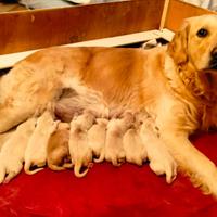 Cuccioli di golden retriever disponibili