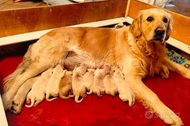 Cuccioli di golden retriever disponibili