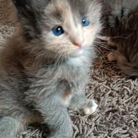 Maine Coon pedigree Afef