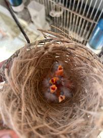 Coppie di cardellini