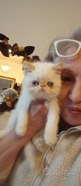 Exotic shorthair