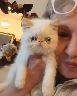 Exotic shorthair
