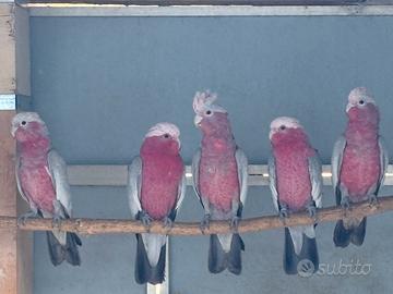 Coppia cacatua rosa