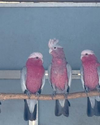 Coppia cacatua rosa