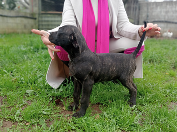Cane corso italiano cucciolo maschio pedigree
