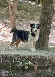 Cuccioli di pastore australiano