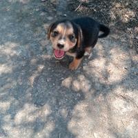 Cuccioli molto carini