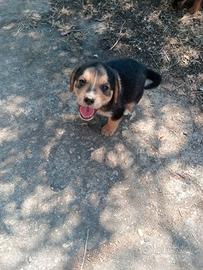 Cuccioli molto carini