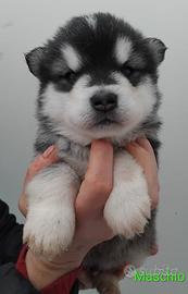 Cuccioli Alaskan Malamute