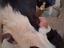 Immagine 4