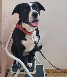 Cane meticcio 