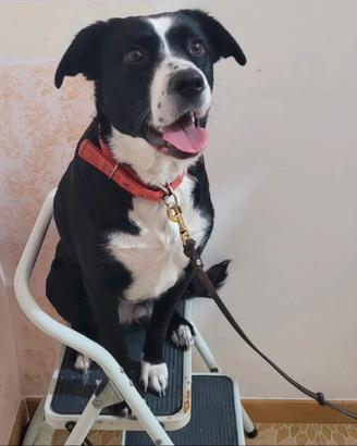 Cane meticcio 