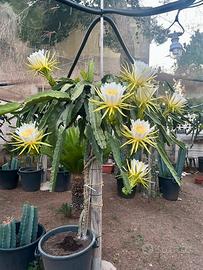 Pitaya, talee e piante radicate