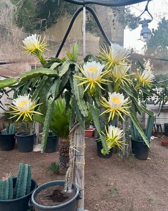Pitaya, talee e piante radicate