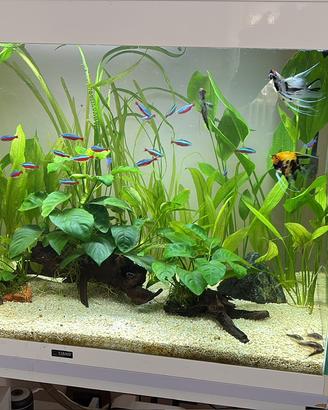 Acquario completo