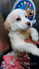 Cuccioli meticcio simil golden retrive