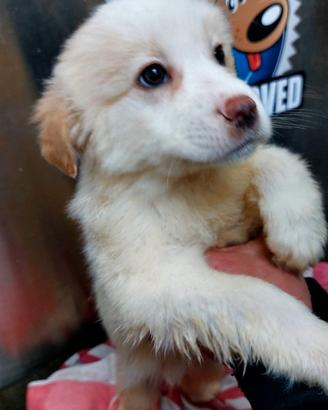 Cuccioli meticcio simil golden retrive