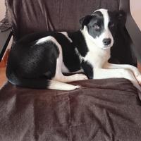 Cuccioli Cane Amsky Amstaff/Husky