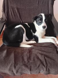 Cuccioli Cane Amsky Amstaff/Husky