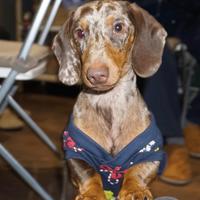 Bassotto Arlecchino Kaninchen per monta