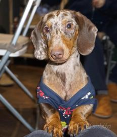 Bassotto Arlecchino Kaninchen per monta