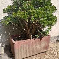 Crassula ovata - Albero di Giada