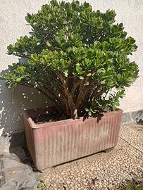 Crassula ovata - Albero di Giada