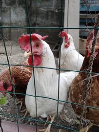 Vendo galline ovaiole livornesi in deposizione