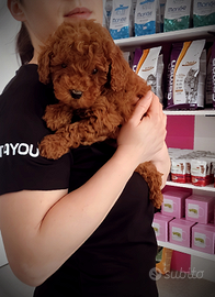 Cuccioli molto piccoli ANCHE 24 rate