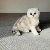 Scottish Fold Silver Cucciolo