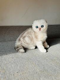 Scottish Fold Silver Cucciolo