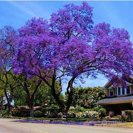 Jacaranda