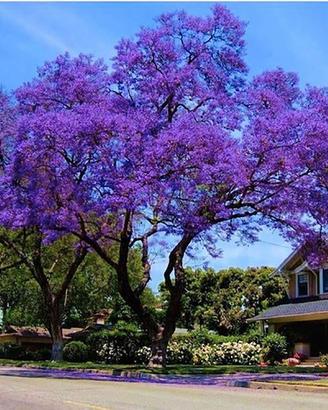 Jacaranda