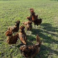 Galline Padovane