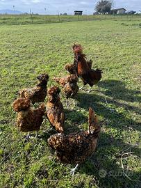 Galline Padovane
