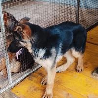 Cucciolo pastore tedesco