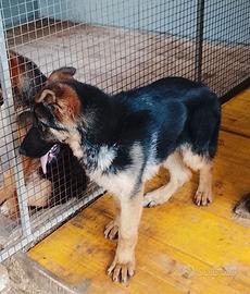 Cucciolo pastore tedesco