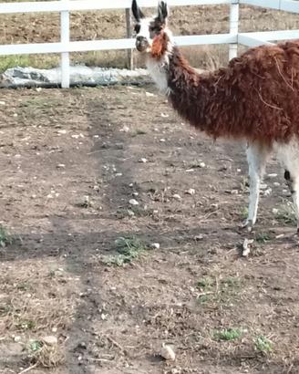 Lama