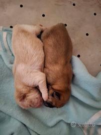 Chow chow maschietti