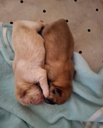 Chow chow maschietti