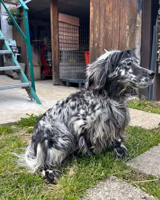 Setter inglese femmina