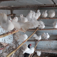 Razza colombi: pavincelli